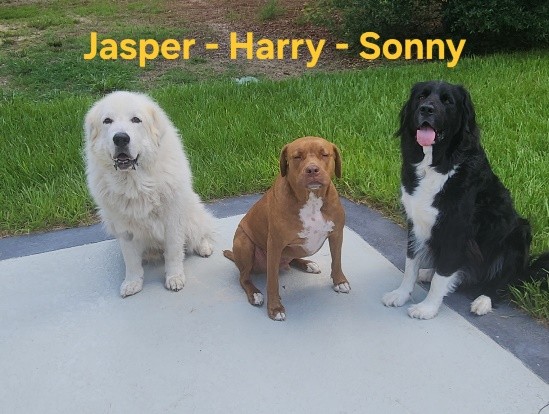 3 dogs sitting on a patio with the text above them: Jasper - Harry - Sonny. Jasper is a great Pyrenees, 