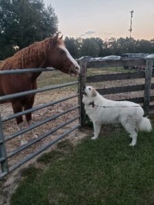 Jasper the Great Pyrenees looking up at a brown horse standing on the opposite side of a gate and fence