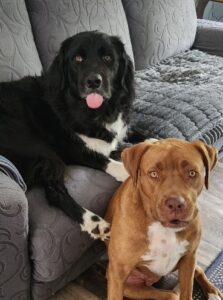 Sonny with his tounge hanging on sitting on a couch next to Harry