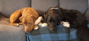 Sonny and Harry lying on a blue checkered blanket on a couch