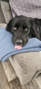 Sonny with his tounge hanging on sitting on a couch 