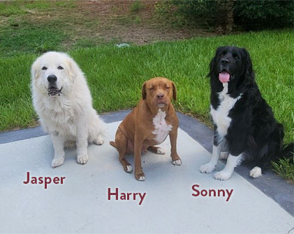 Jasper, Harry, and Sonny, three dogs sitting outside side by side.